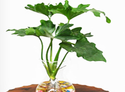 袖珍椰子樹