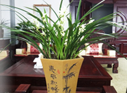 公司綠植租賃