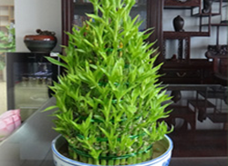 節(jié)節(jié)高