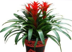 公司綠植租賃