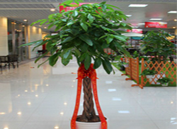 發(fā)財(cái)樹(shù)